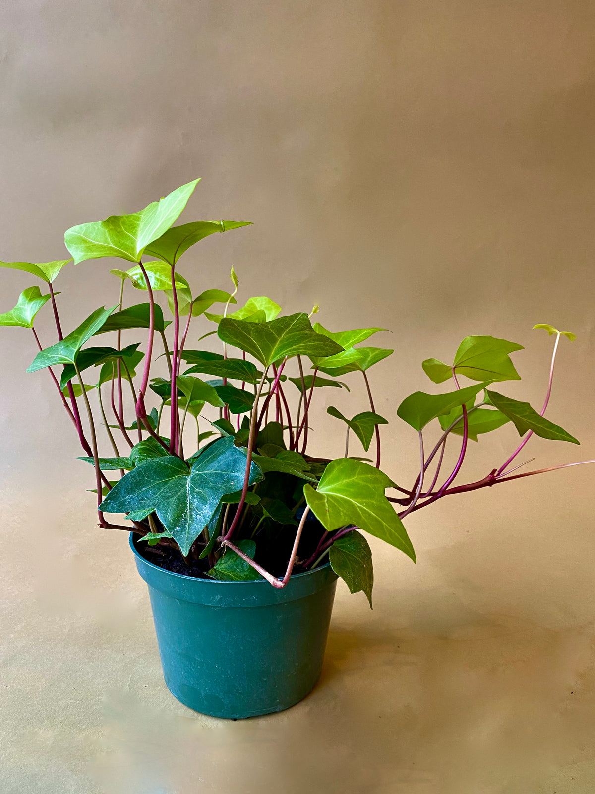 Hedera algeriensis 'Neon'