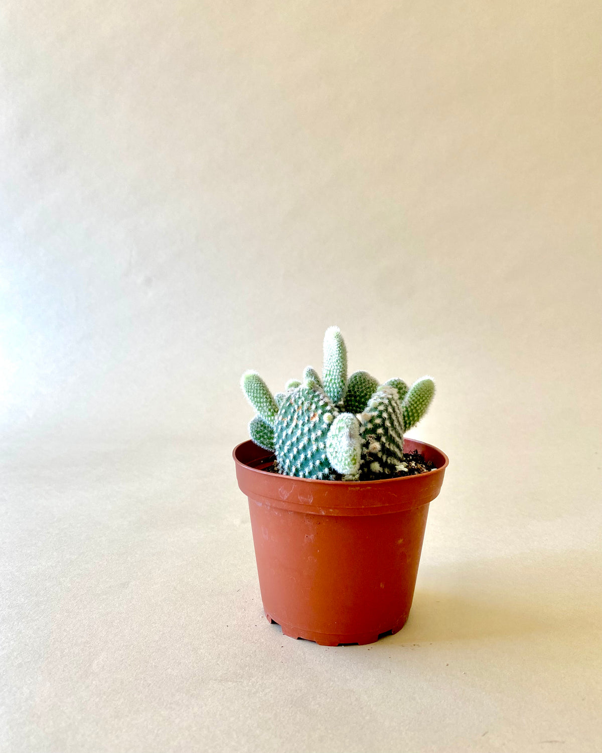 Opuntia Microdasys - Bunny Ear Cactus