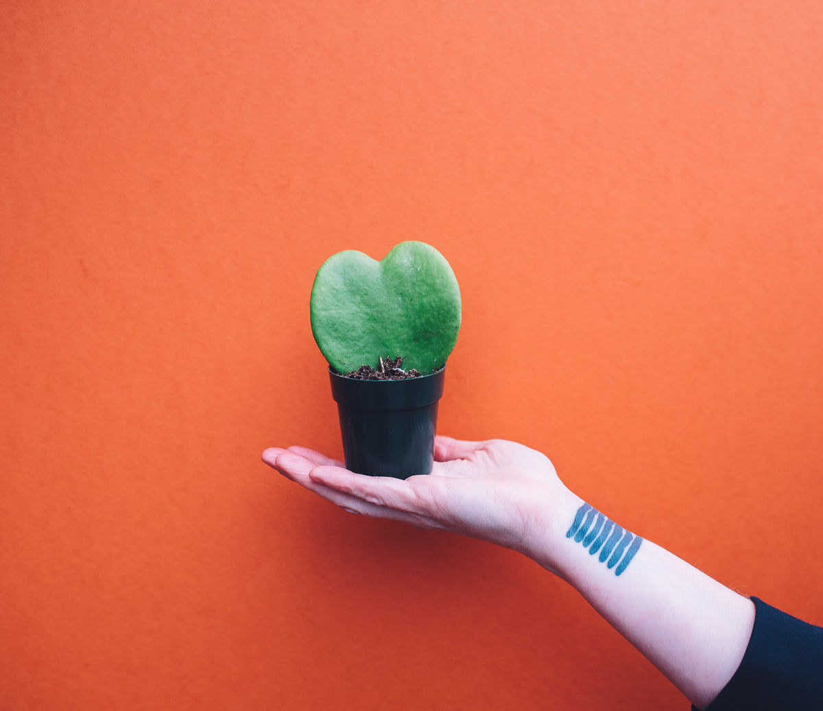 Hand holding small Sweetheart Hoya in front of orange background.