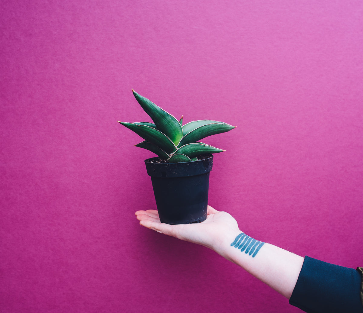 Sansevieria ehrenbergii 'Samurai'