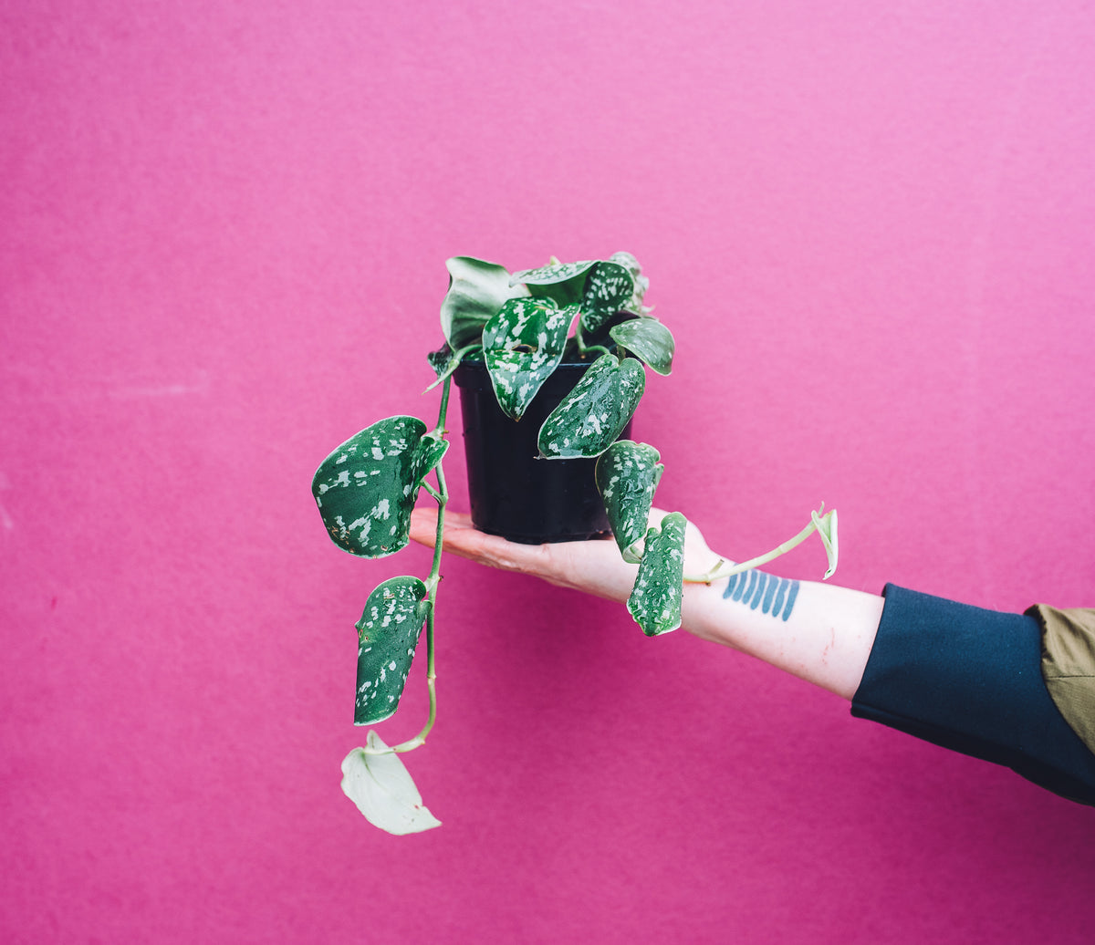 Hand holding Satin Silver Pothos in front of purple background.