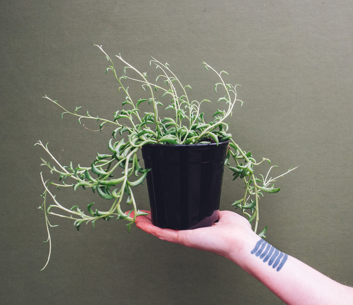 Hand holding String of Dolphins plant.