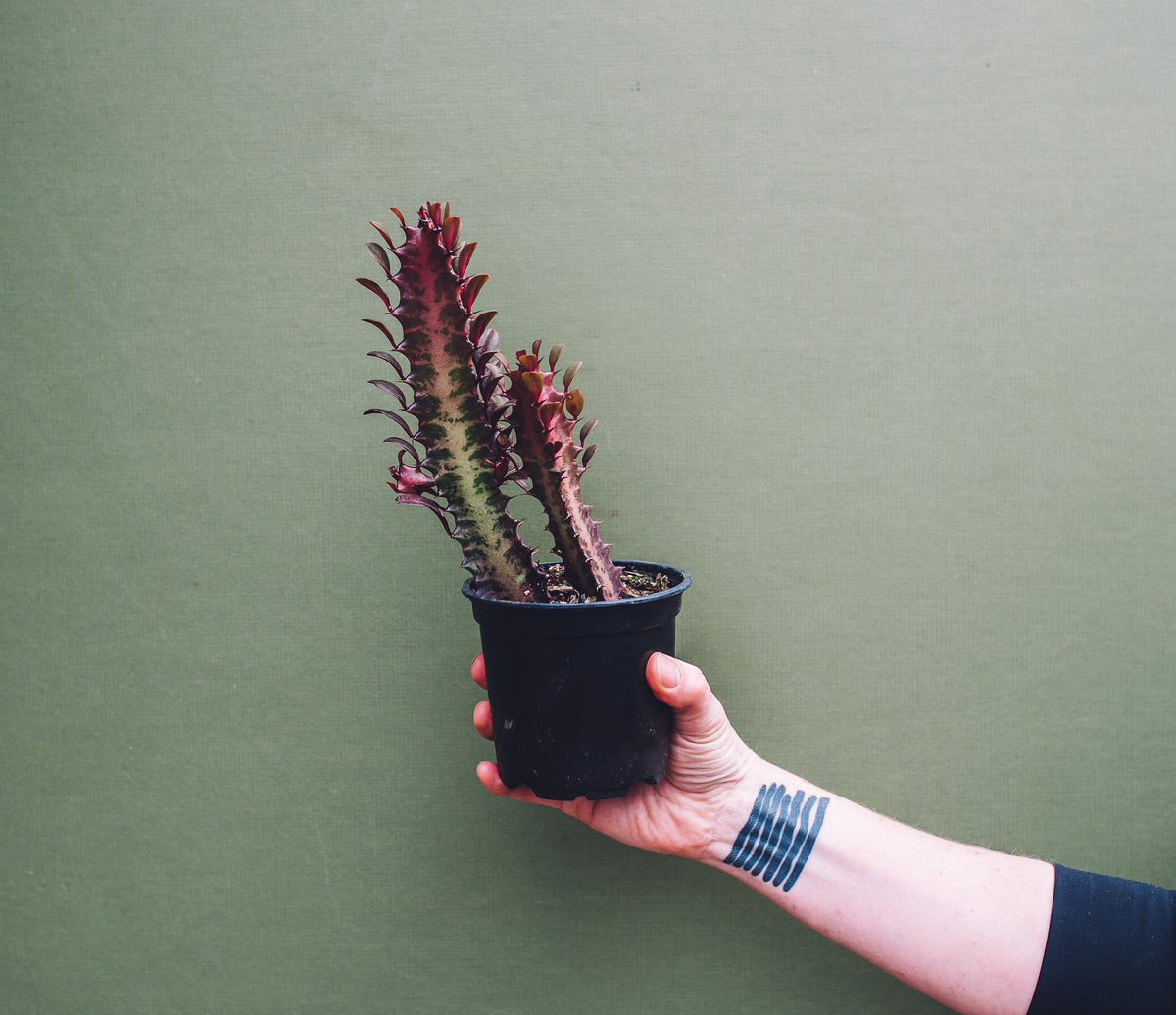 Euphorbia Trigona