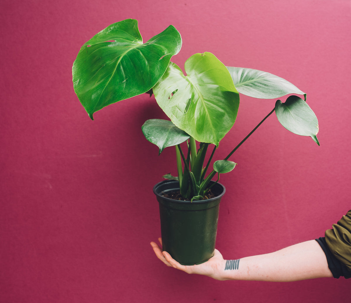 Hand holding Monstera Deliciosa in front of purple background.