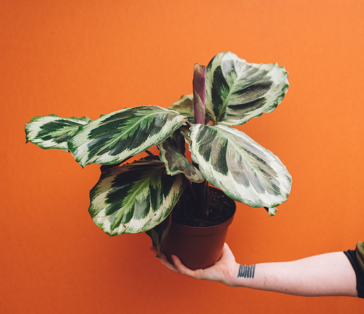 Hand holding Calathea Shining Star in front of orange background.