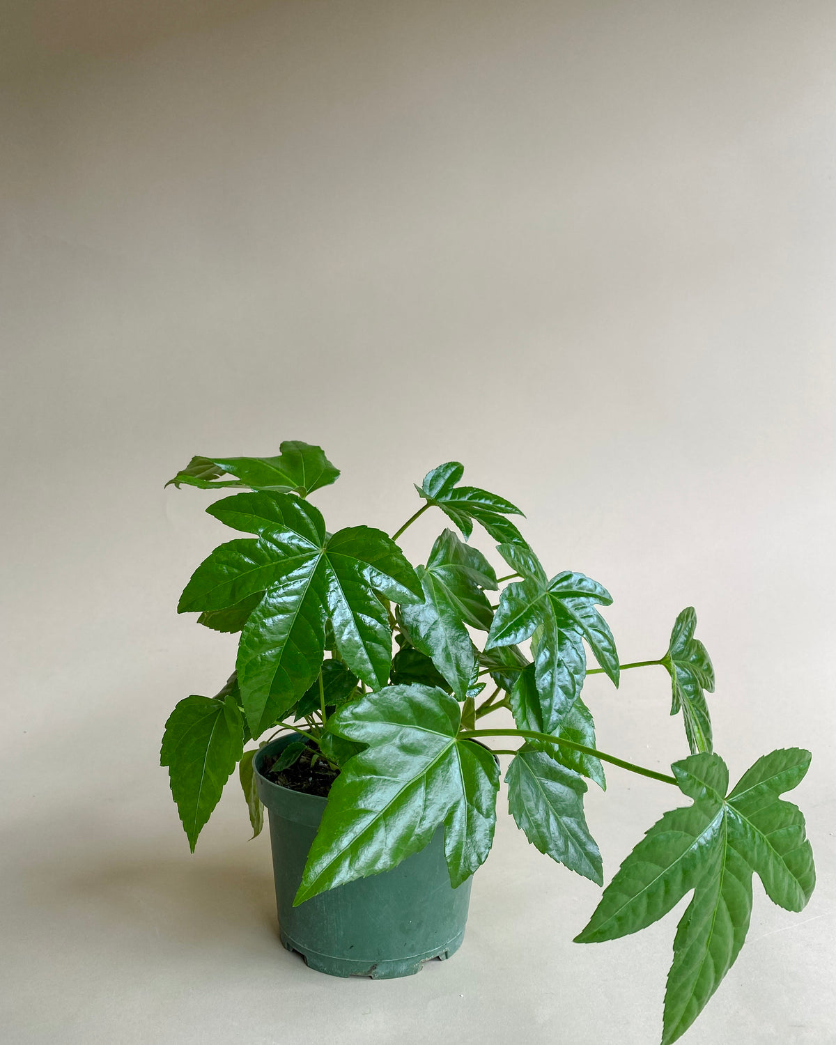 Fatsia Japonica