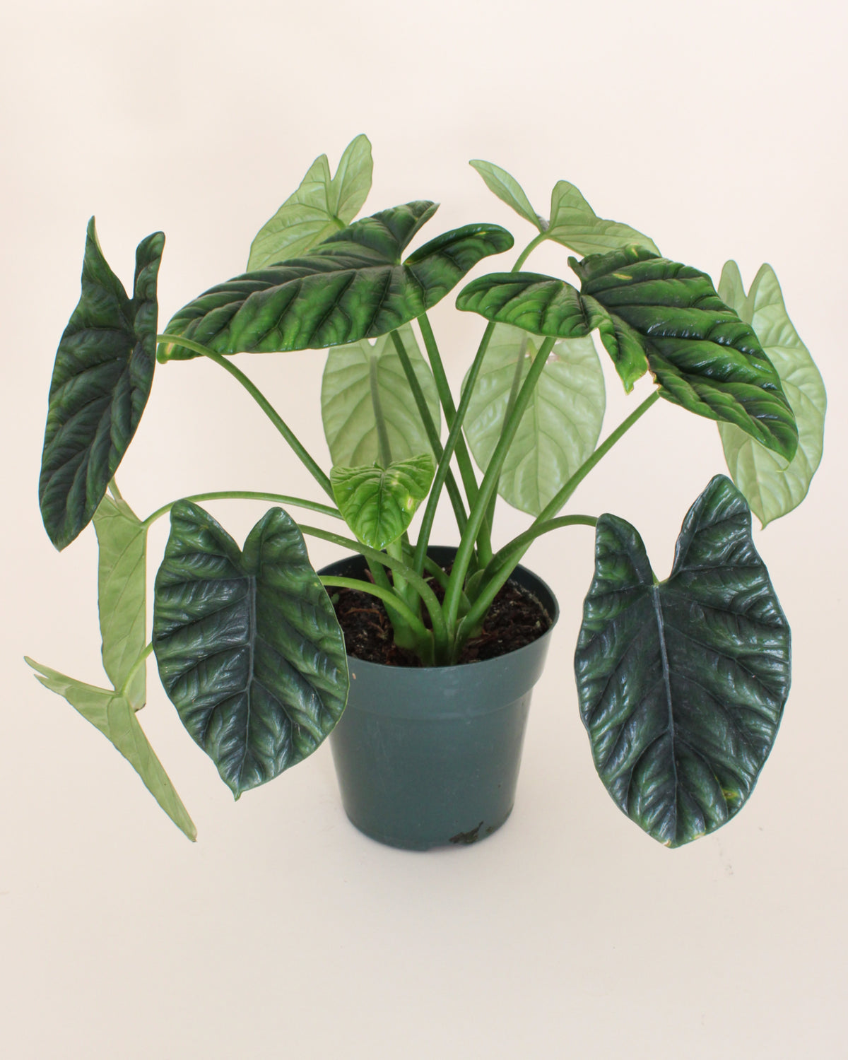 Alocasia Sinuata 'Quilted Dream'