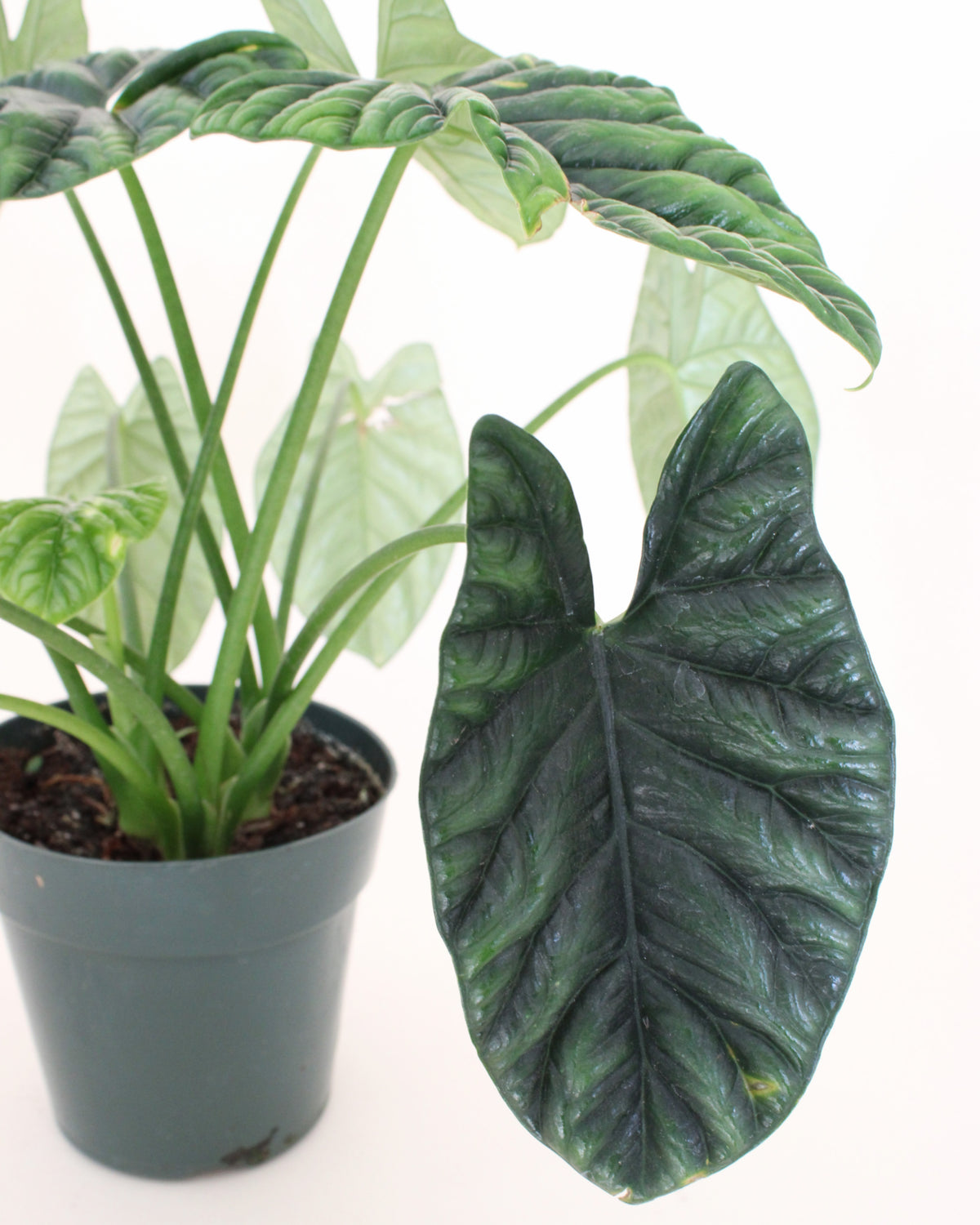 Alocasia Sinuata 'Quilted Dream'