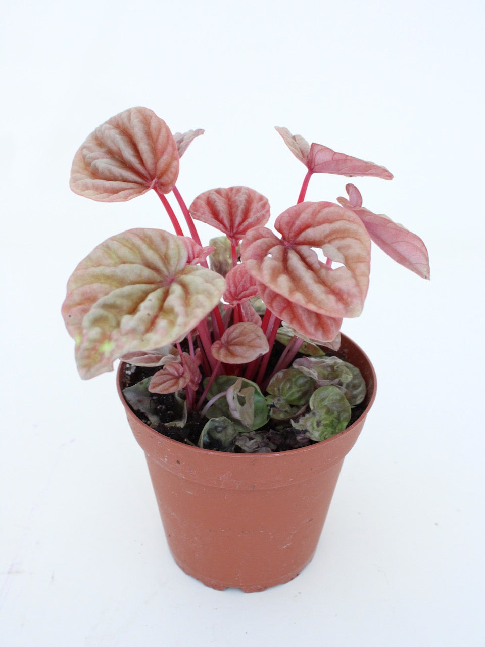 Peperomia Caperata "Quito"