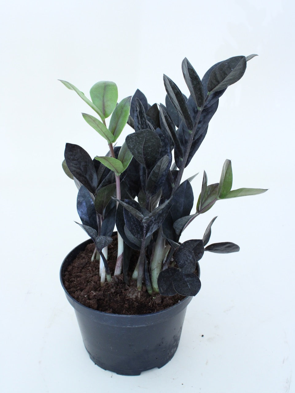 Raven ZZ Plant