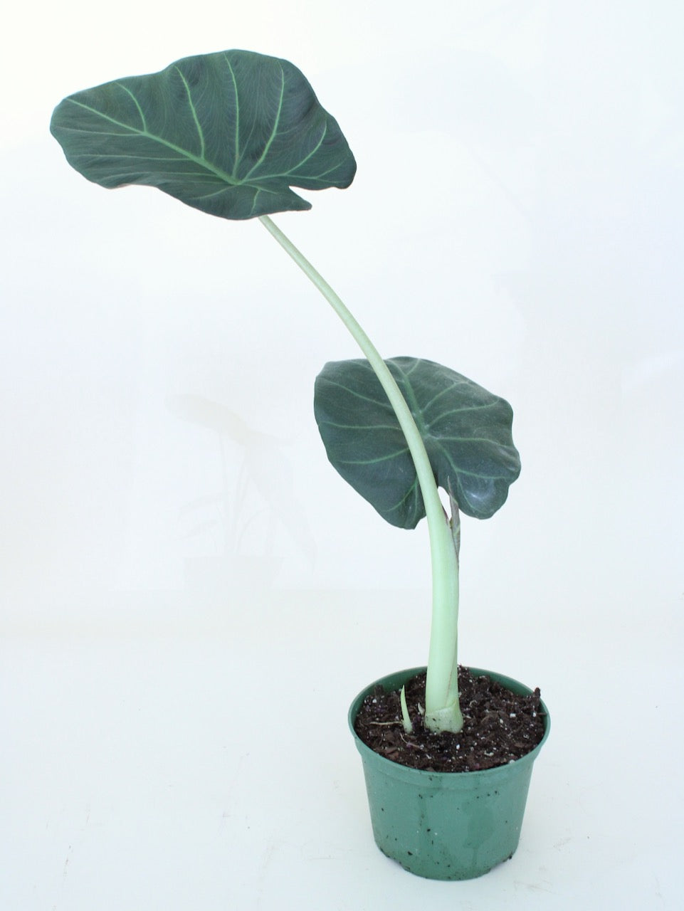 Alocasia Regal Shield