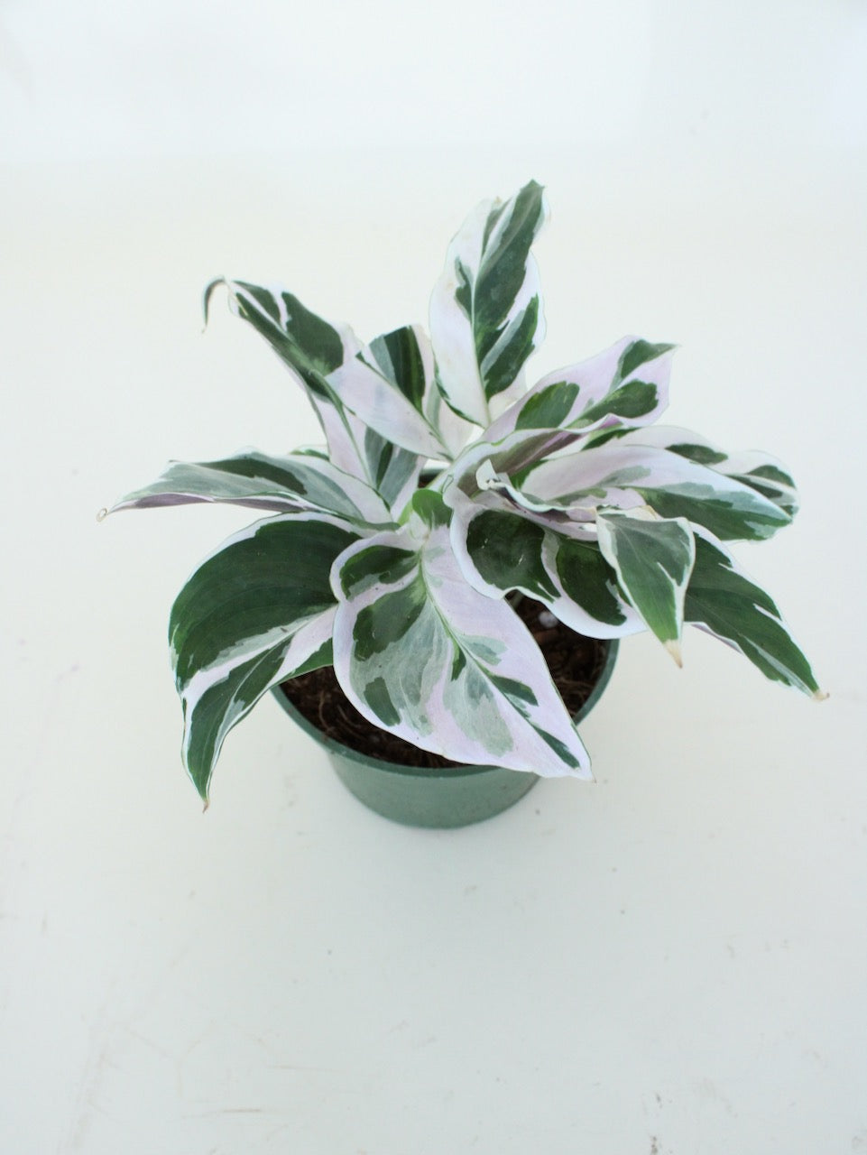 Calathea White Fusion