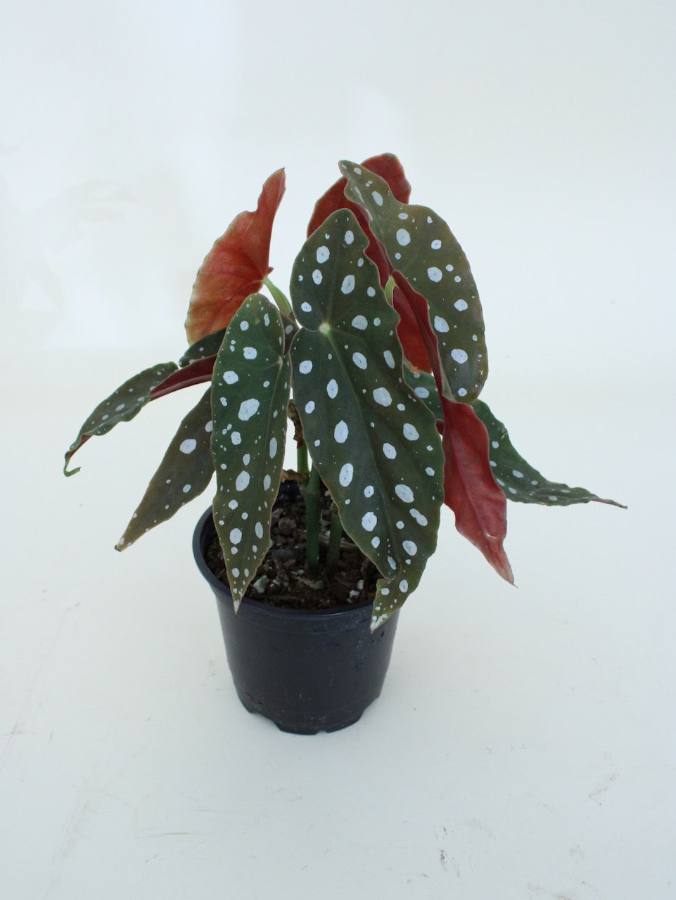 Begonia Maculata