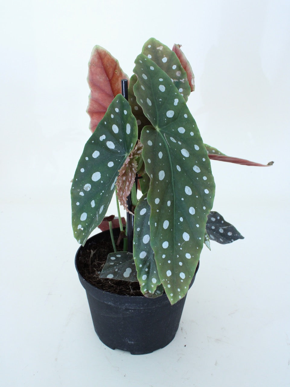 Begonia Maculata