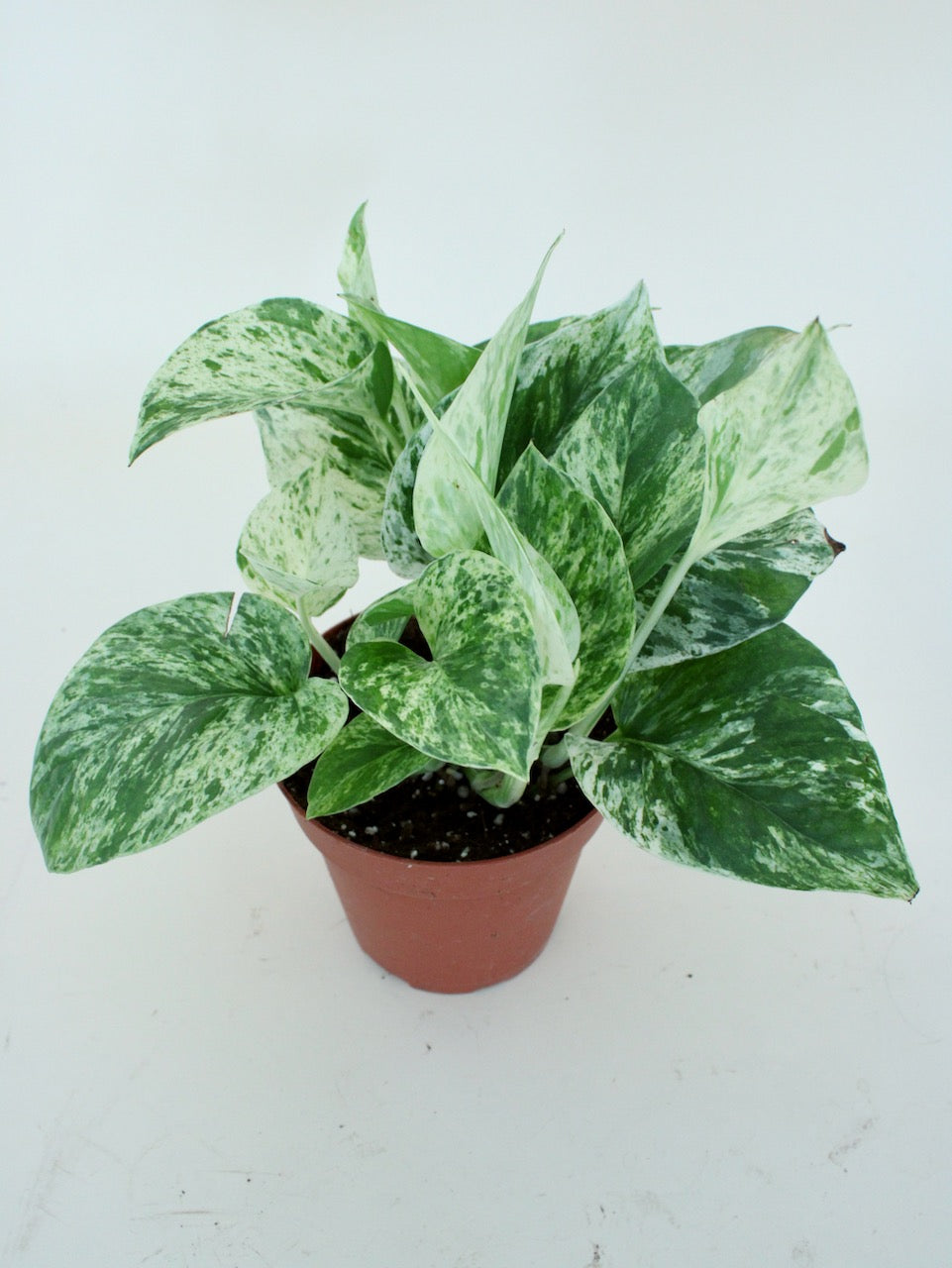 Epipremnum aureum 'Marble Queen'