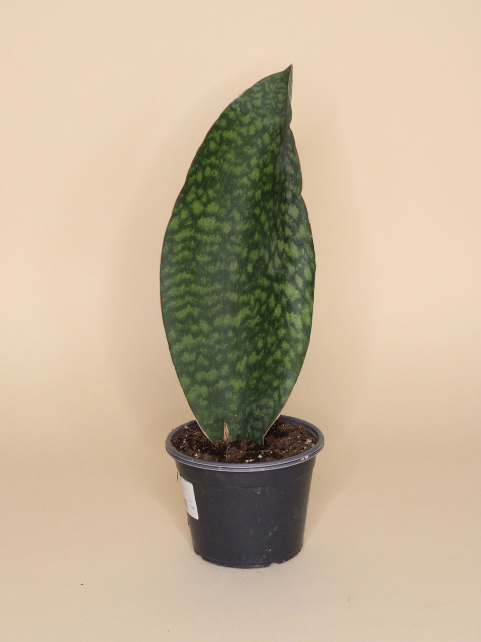 Sansevieria masoniana 'Whale Fin'