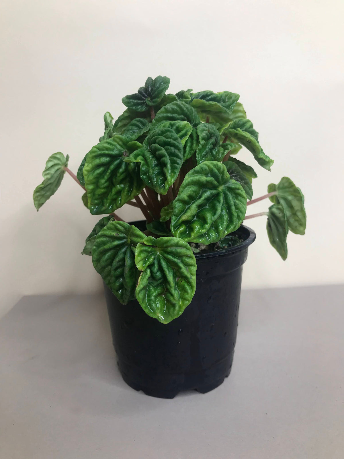 Peperomia Emerald Ripple