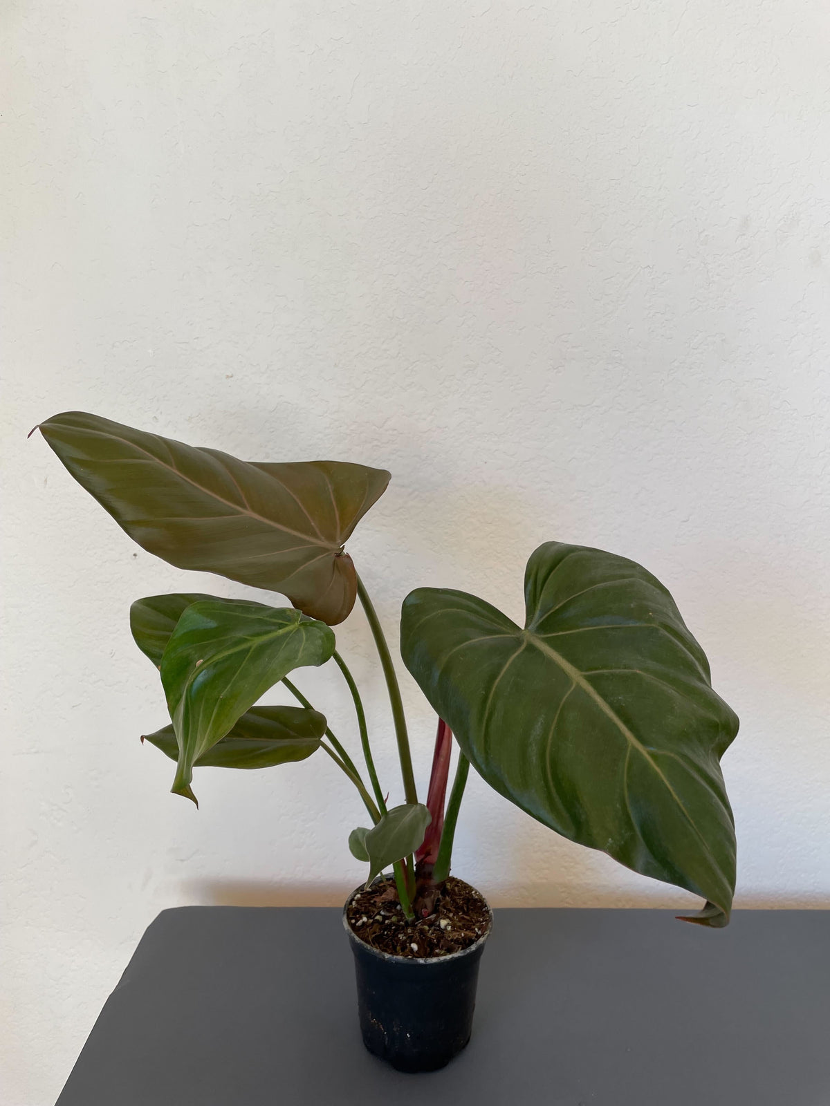 Philodendron 'Summer Glory'