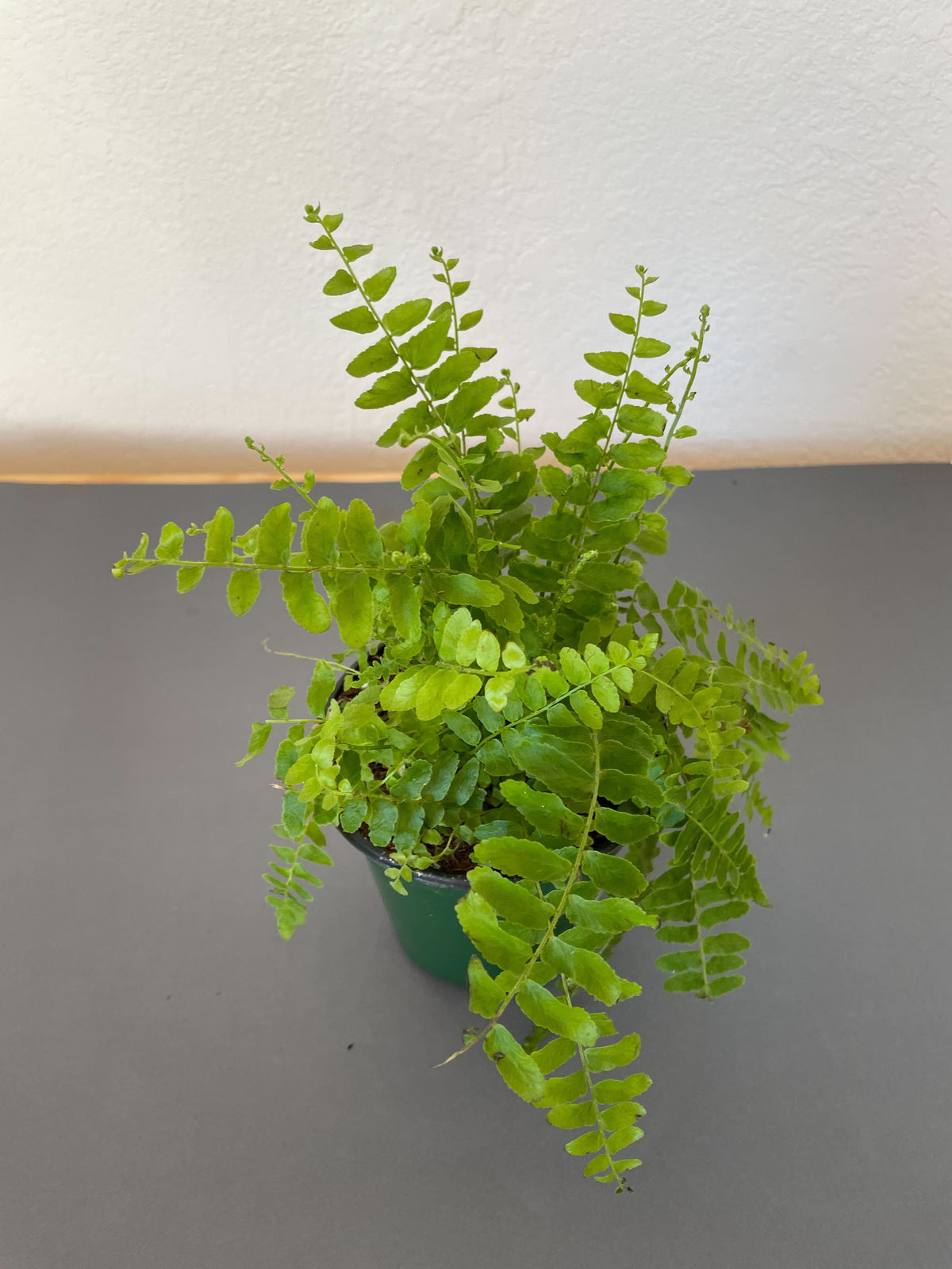 Boston Fern