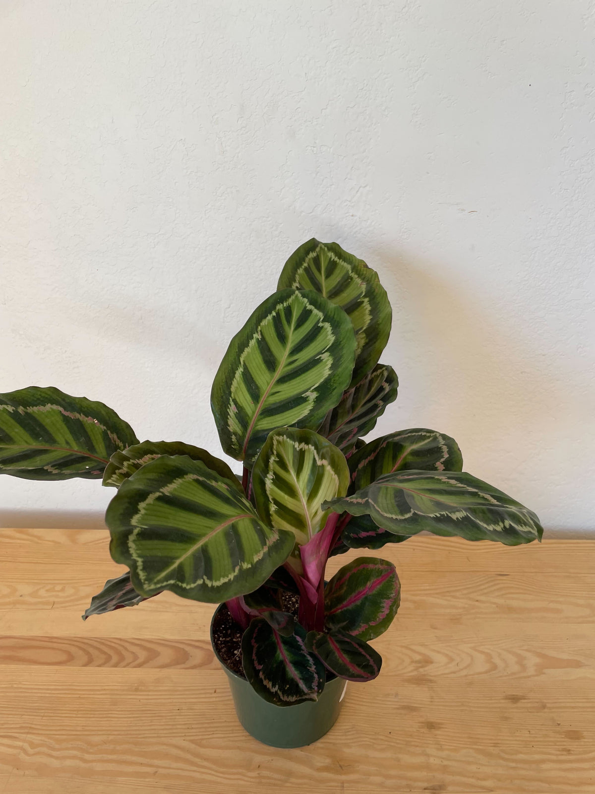 Calathea Jungle Cat