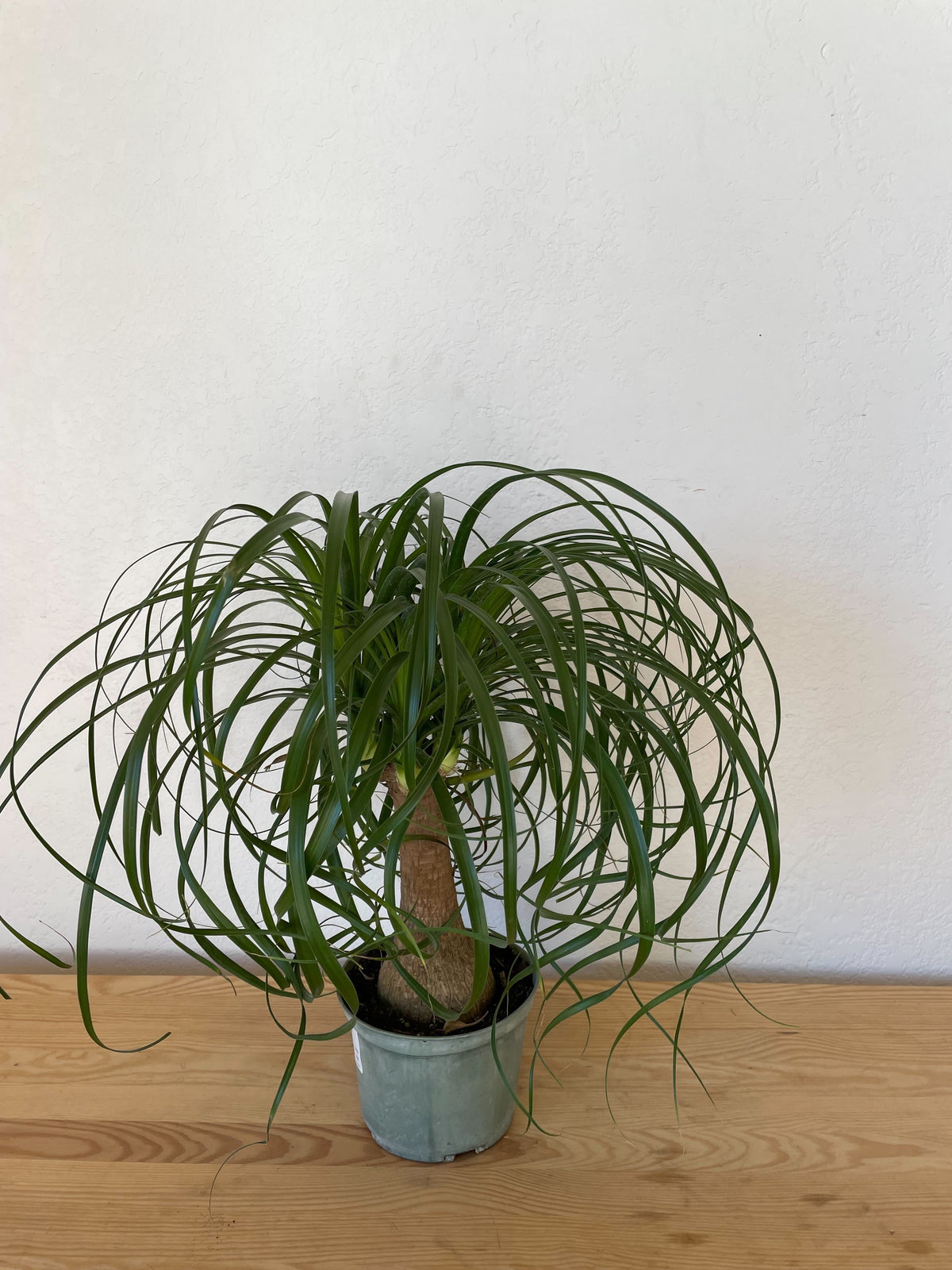 Beaucarnea Ponytail / Ponytail Palm