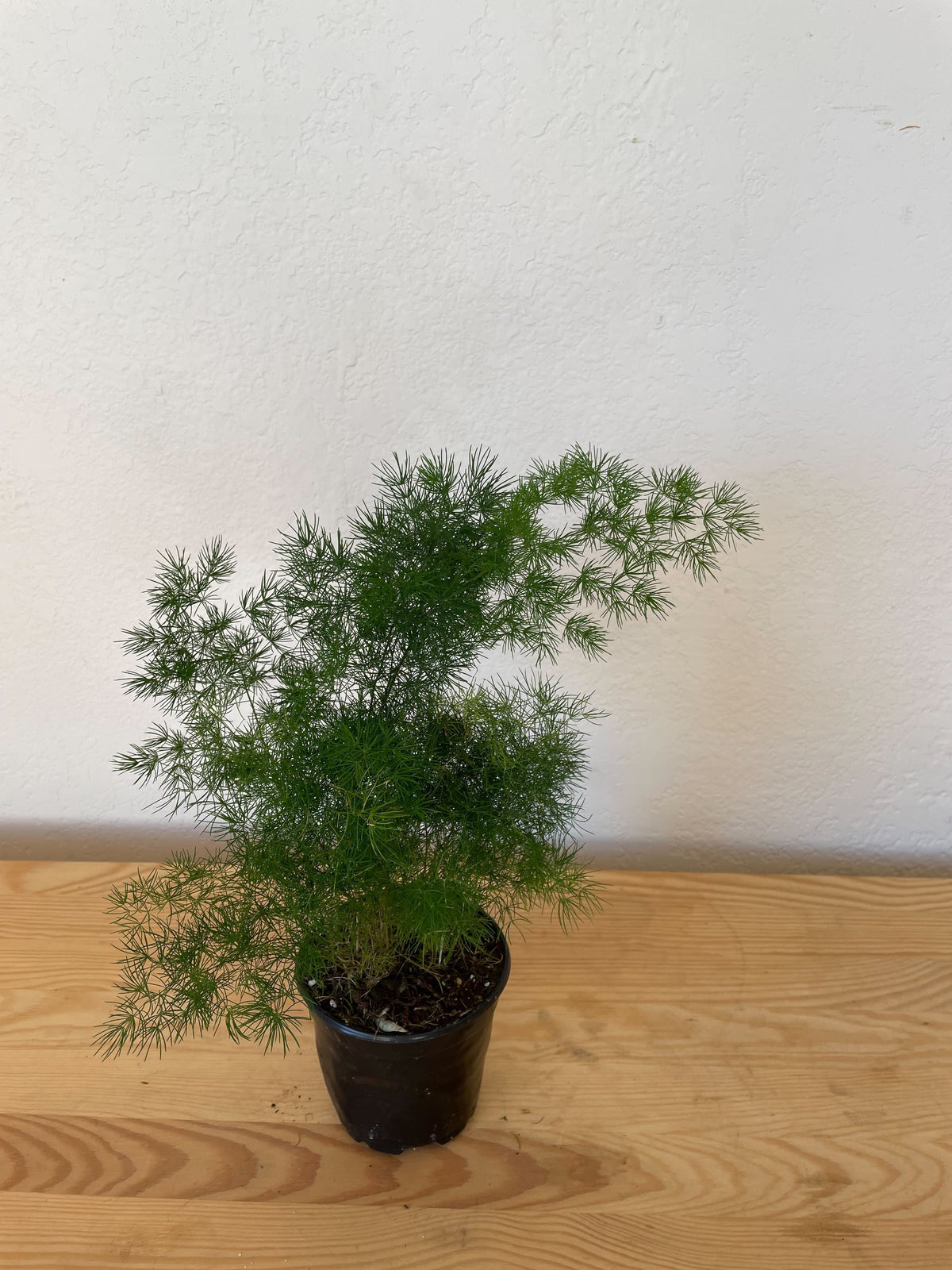 Asparagus Ming Fern