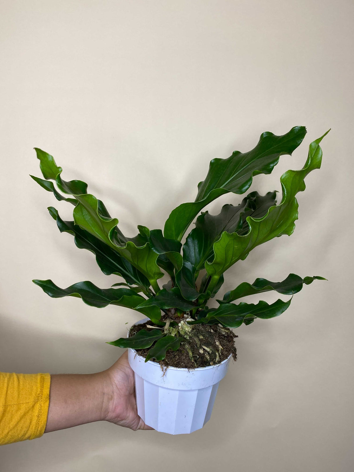 Anthurium Plowmanii "Fruffles"