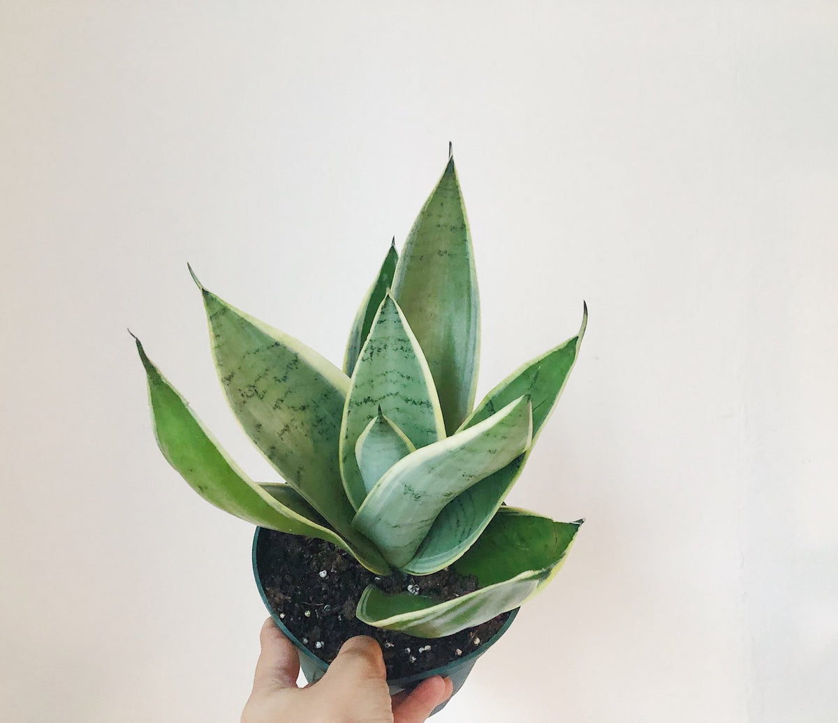 Sansevieria Night Owl