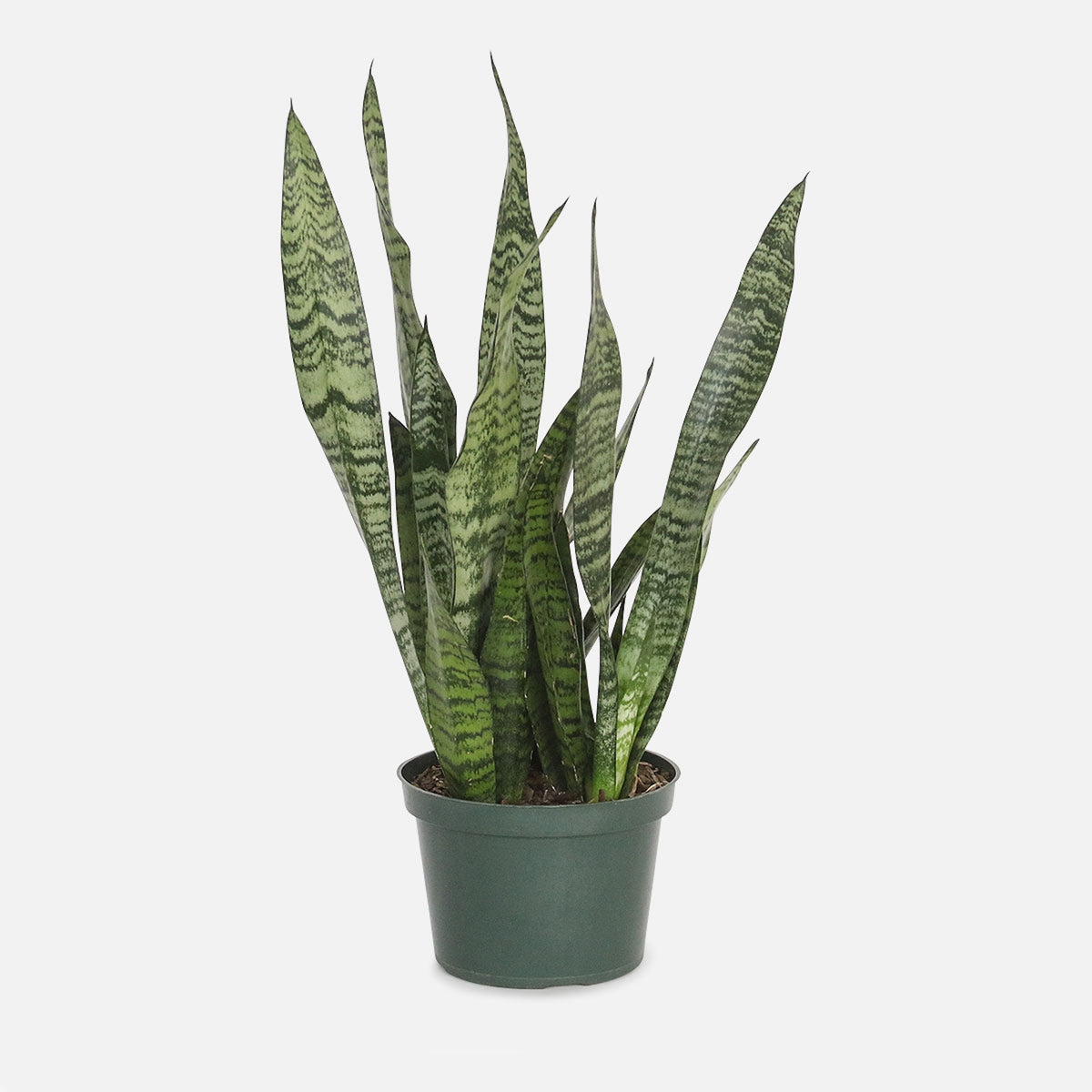 Sansevieria Black Coral