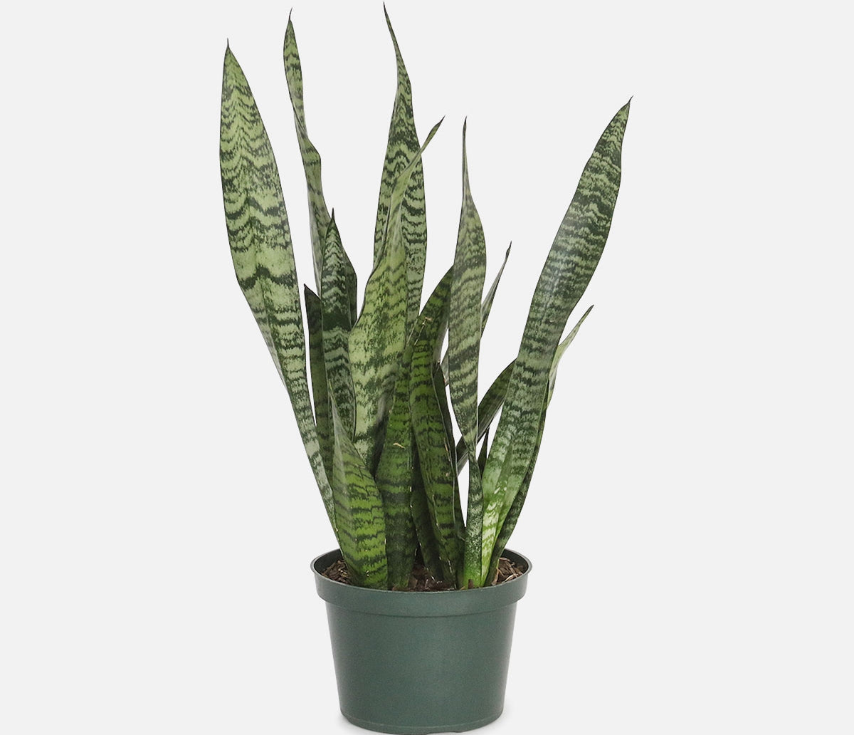 Sansevieria Black Coral