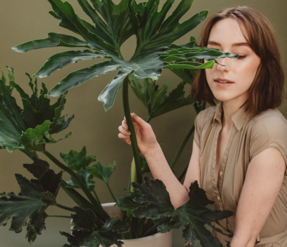 Person sitting behind Philodendron Selloum plant.