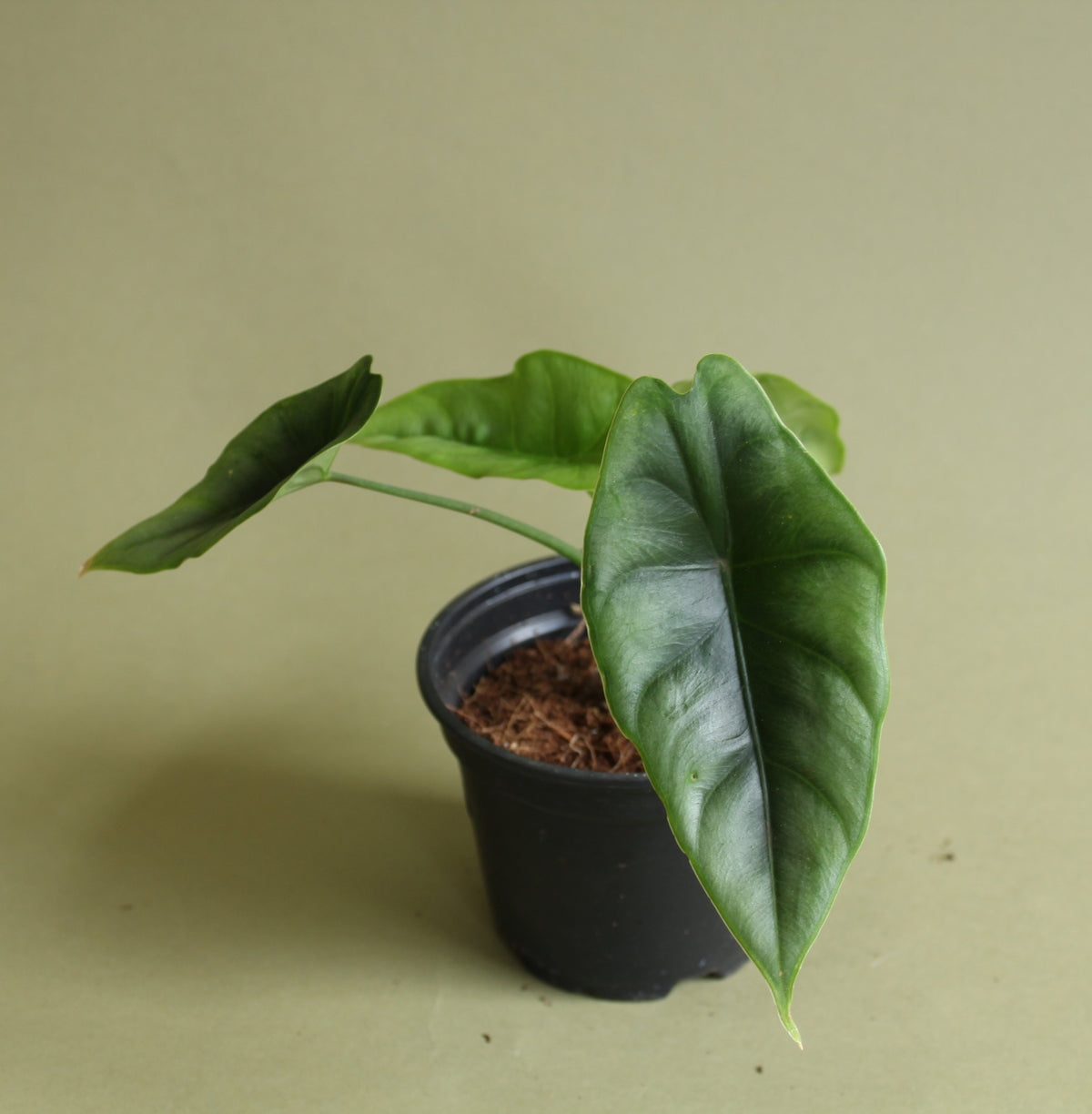 Alocasia Reversa