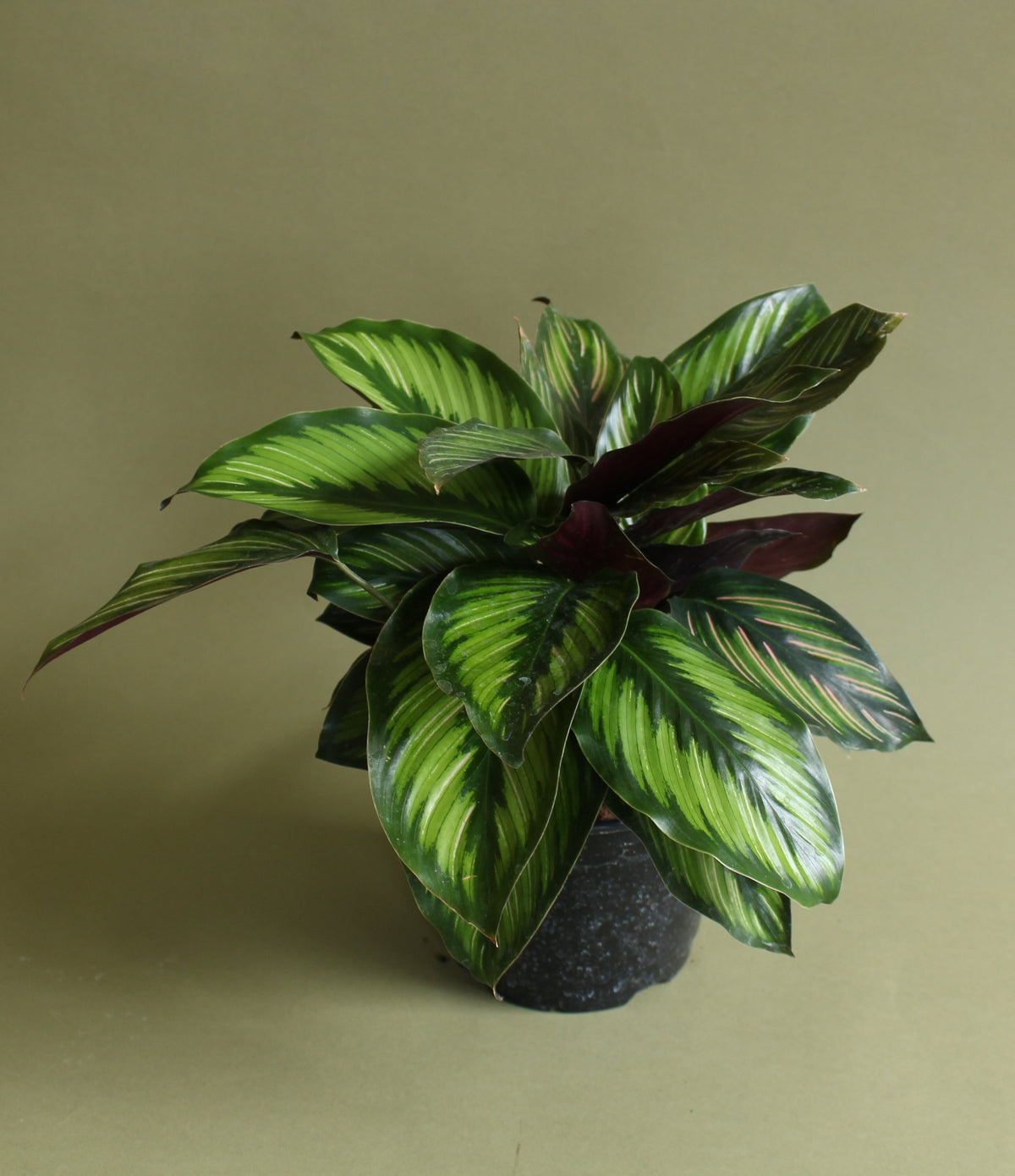 Calathea Beauty Star