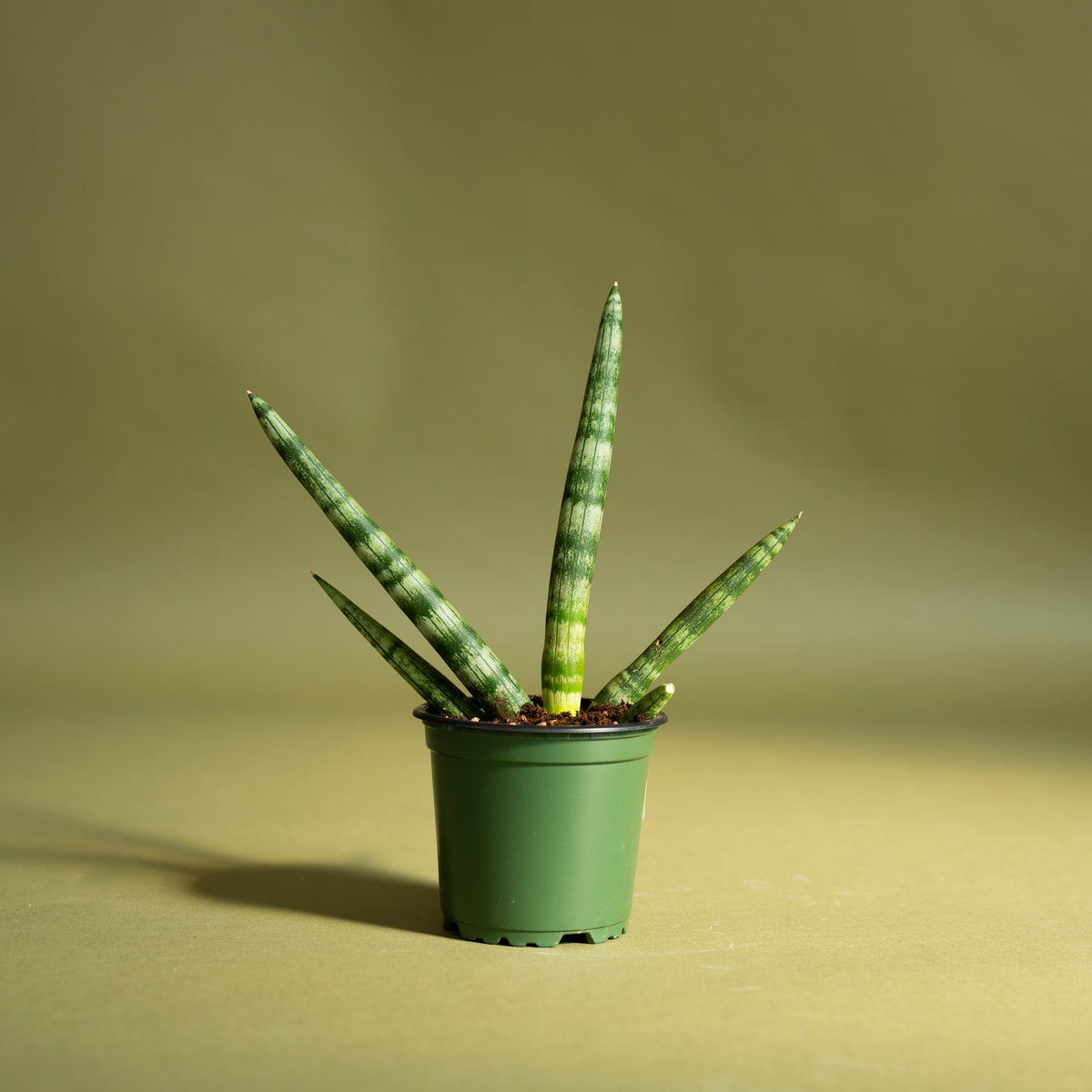 Sansevieria Boncel