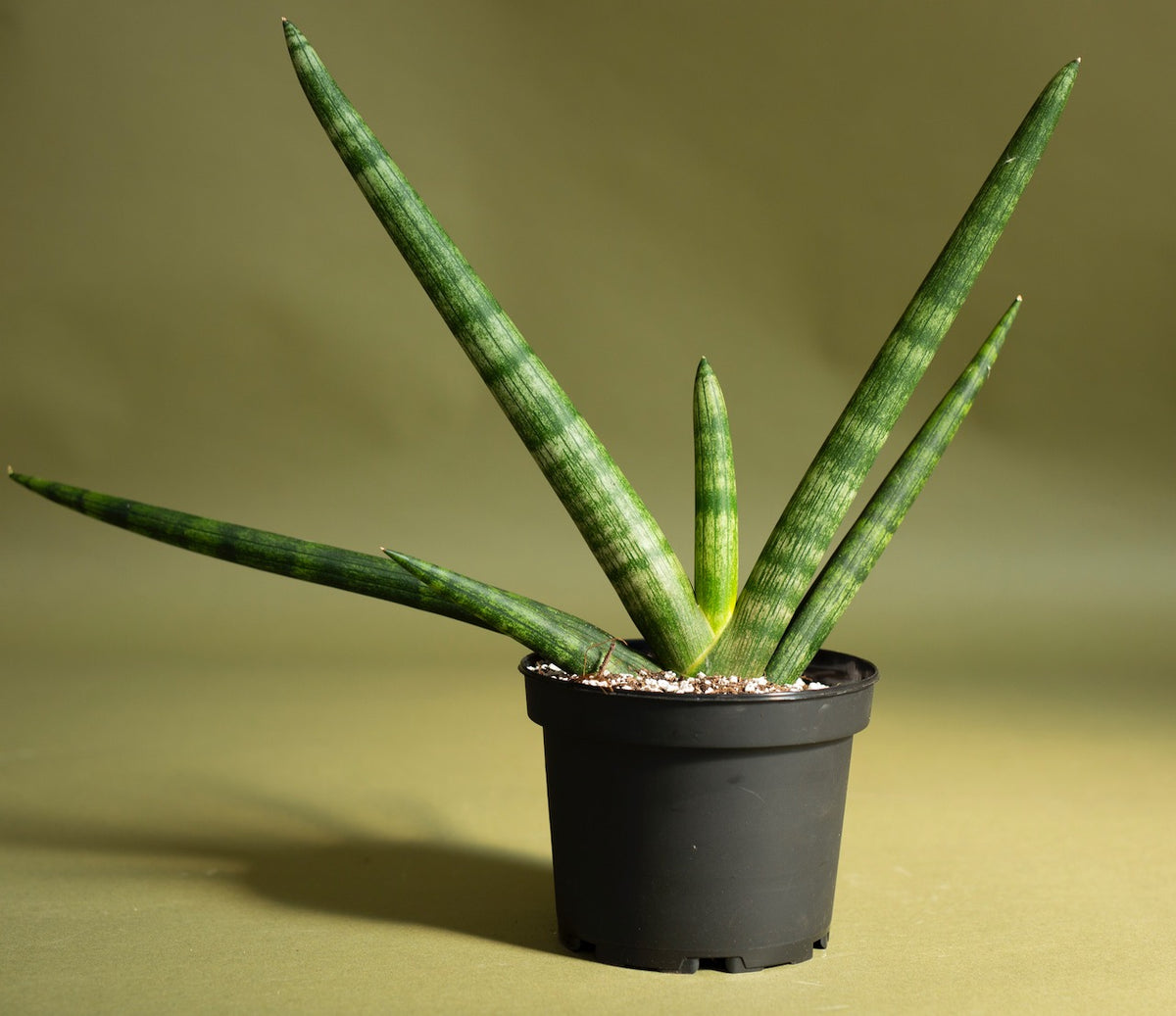 Sansevieria Boncel