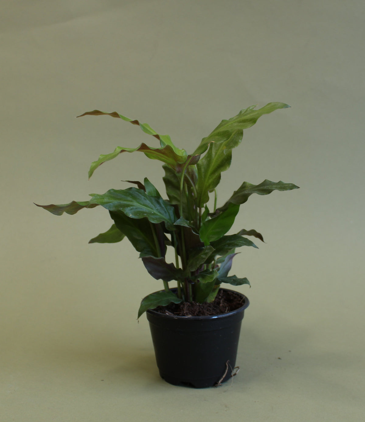 Calathea Rufibarba