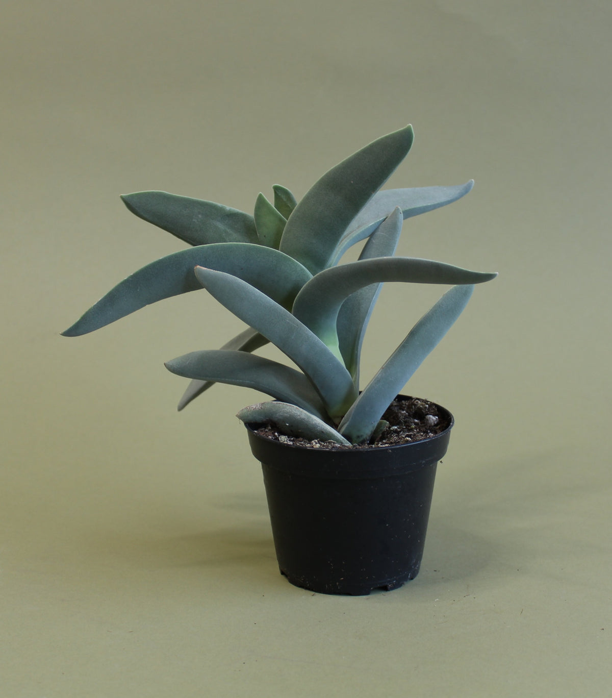 Crassula Falcata Propeller