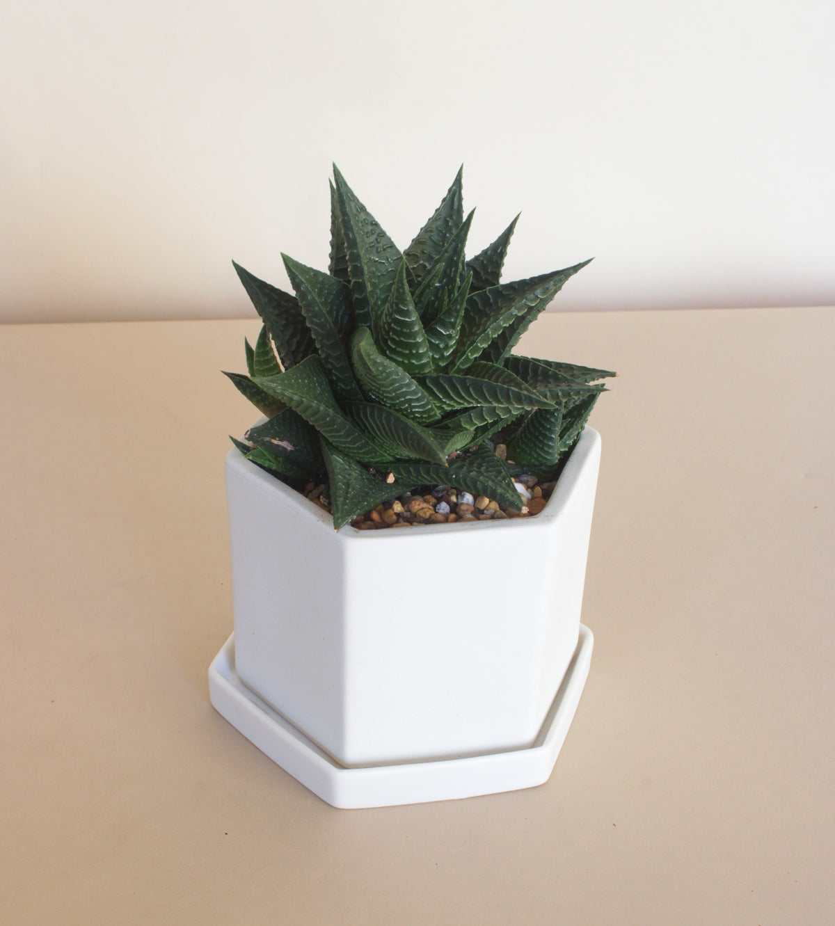 Hexi Succulent Planter