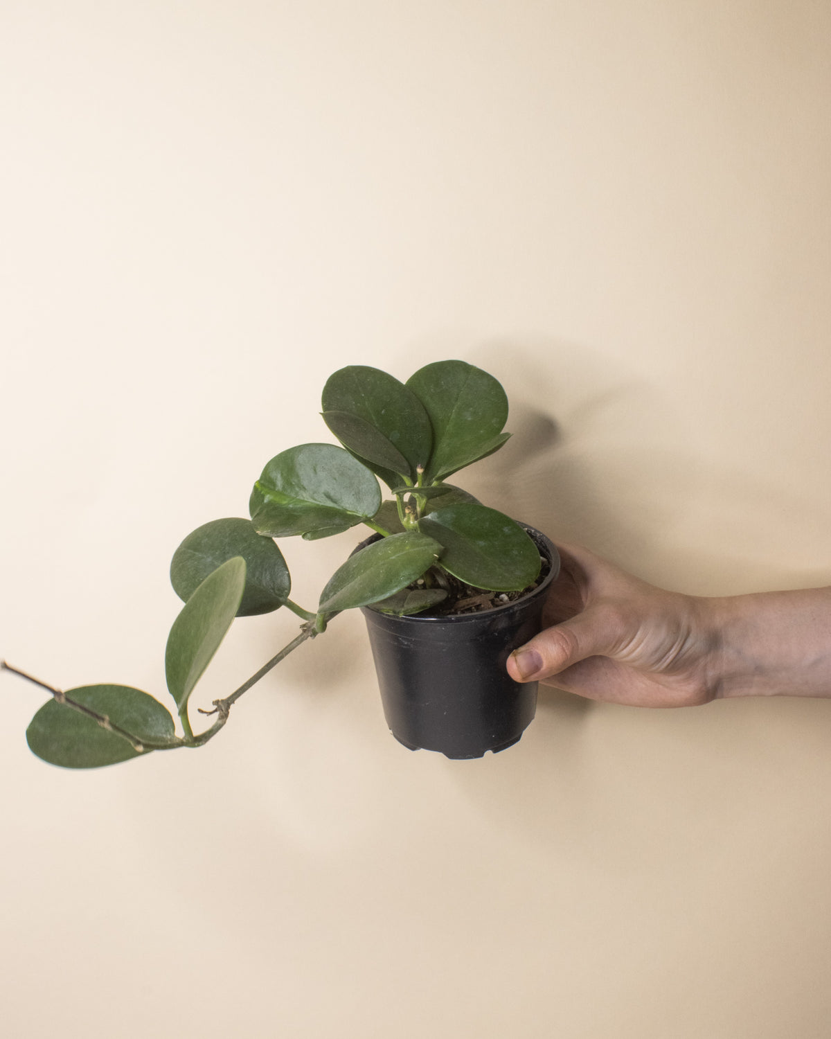 Hoya Australis