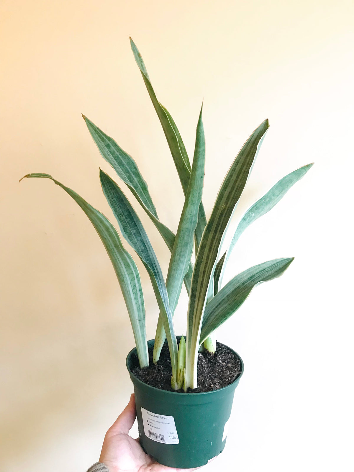 Sansevieria Sayuri