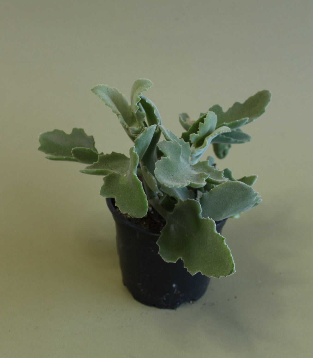 Kalanchoe Beharensis