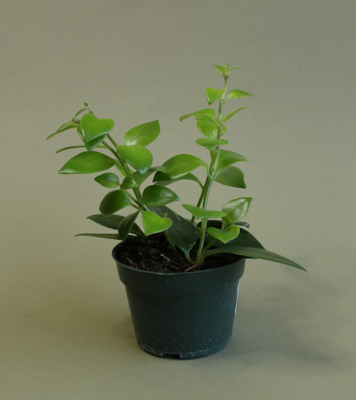 Lipstick Plant