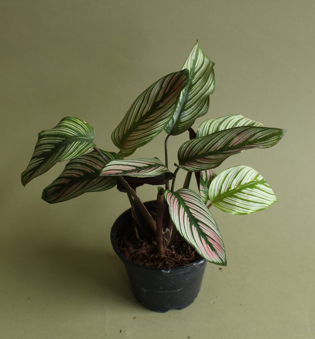 Calathea Majestica White Star