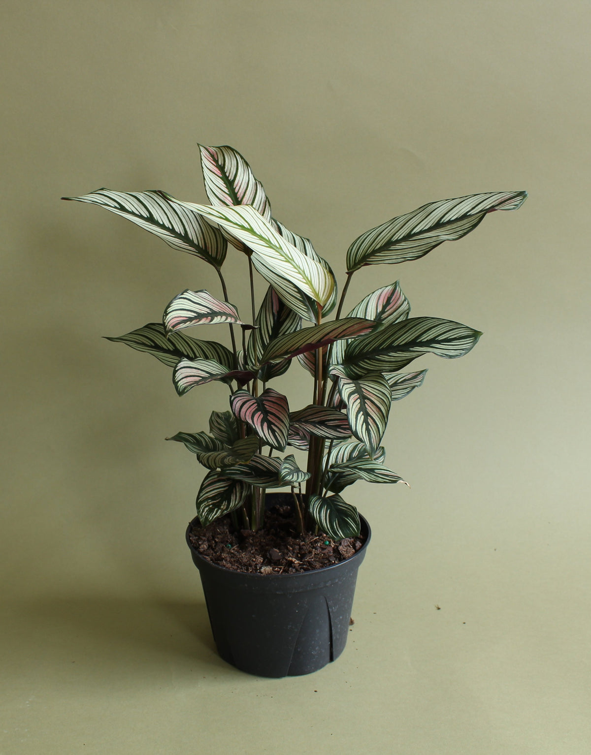 Calathea Majestica White Star