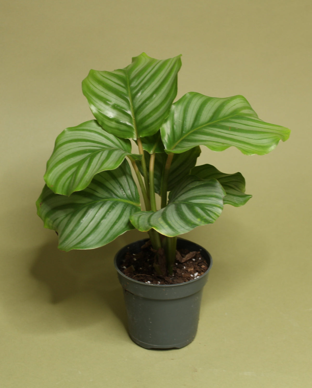 Calathea Orbifolia