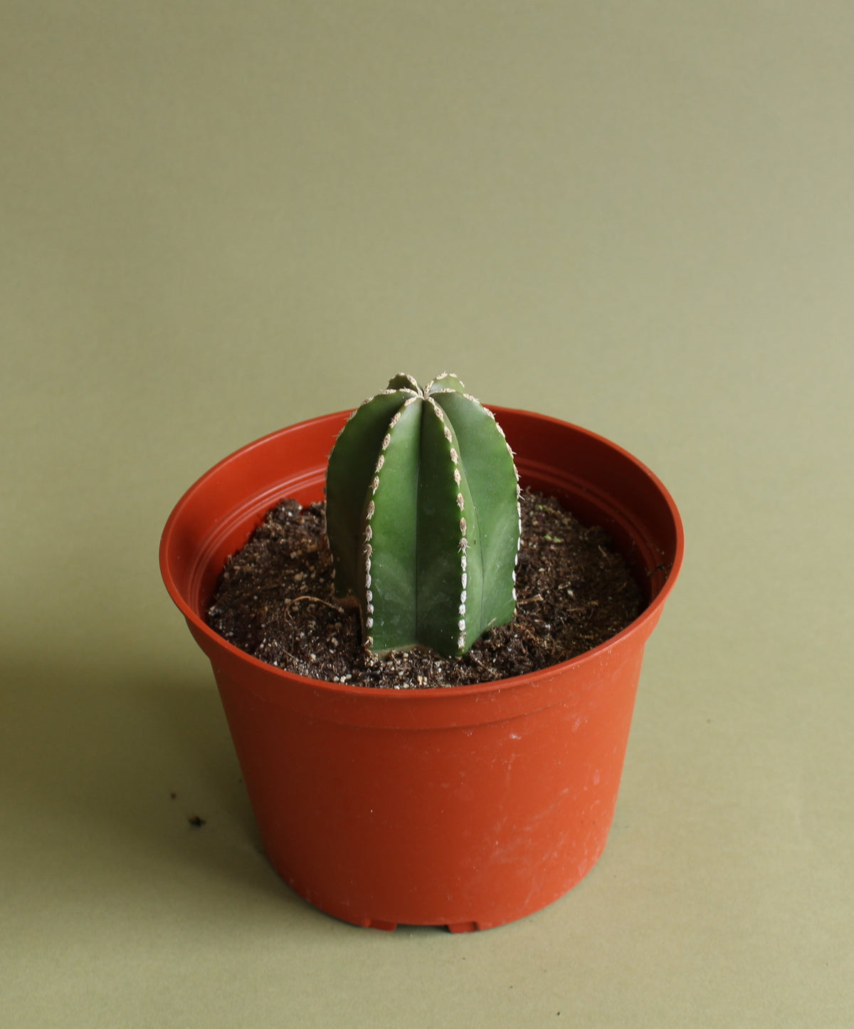 Pachycereus Marginatus