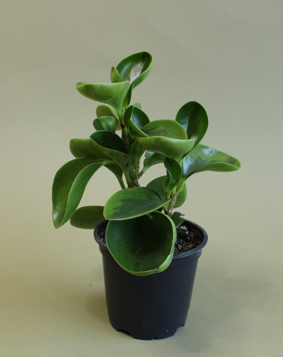 Peperomia Obtusifolia 'Lemon Lime'