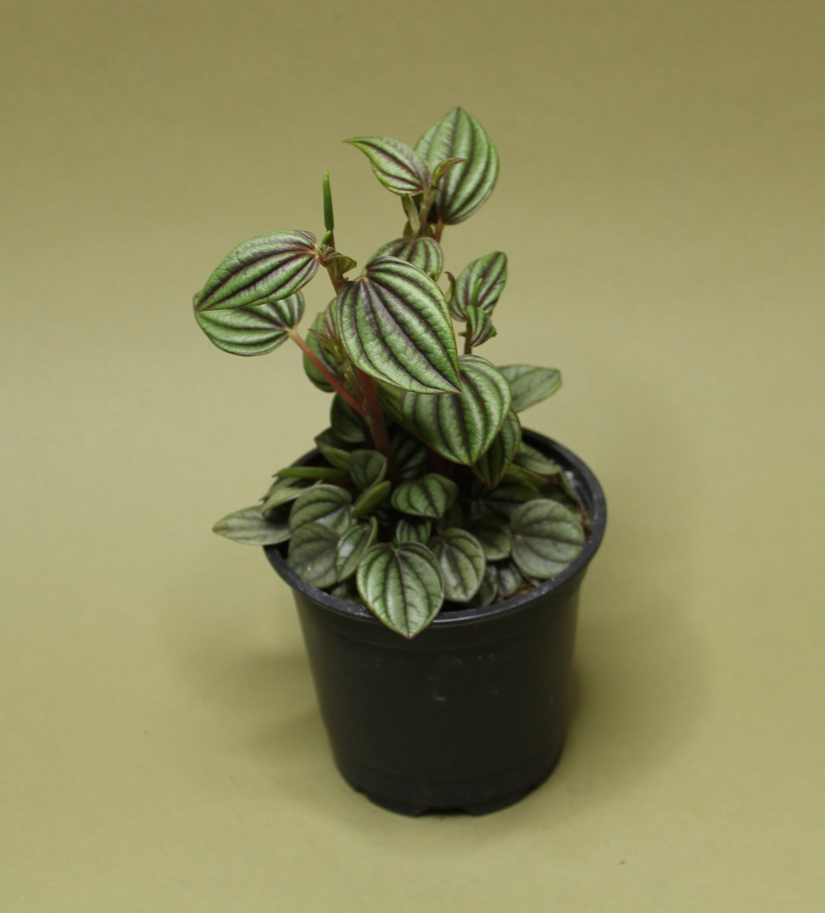 Peperomia Peacock