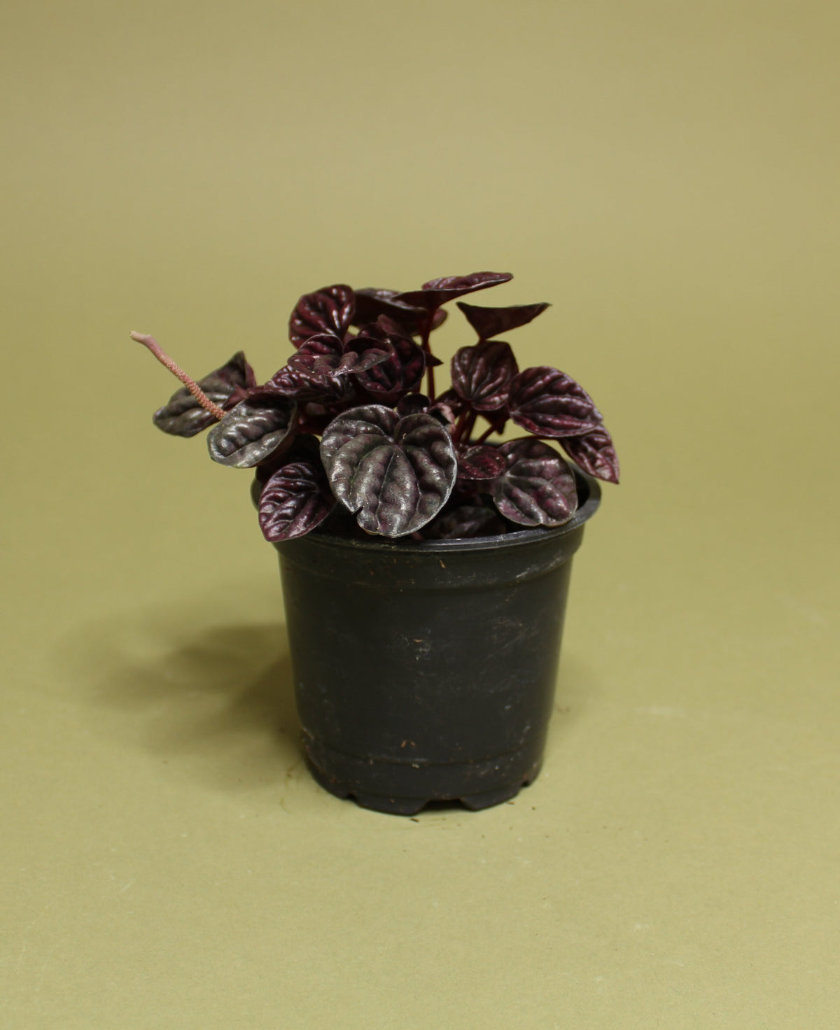 Peperomia Caperata "Schumi Red"