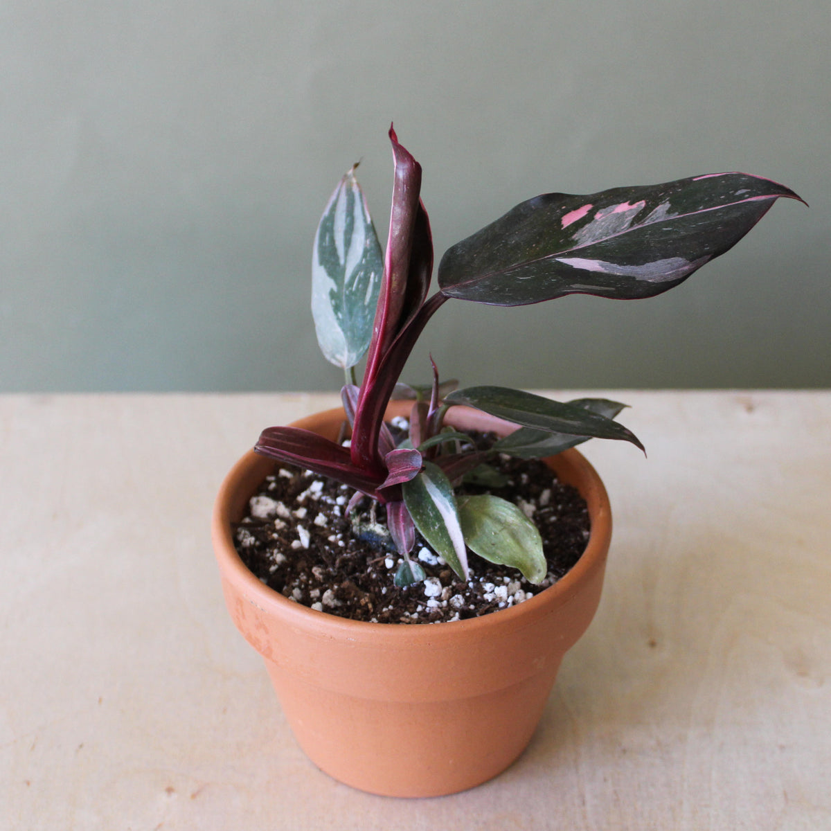 Philodendron Pink Princess